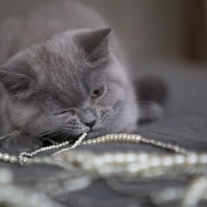 Meet your Posher, Karin